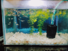 Fish(guppy fish)
